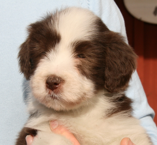 Lily - Alistair's Roll The Dice